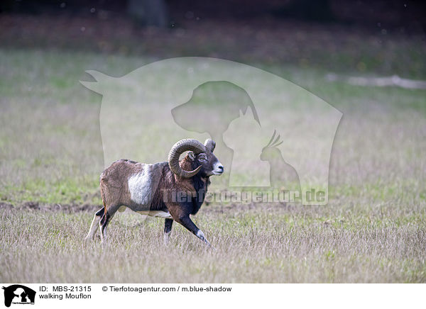 walking Mouflon / MBS-21315