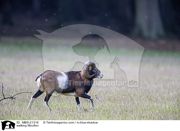 laufendes Mufflon / walking Mouflon / MBS-21316