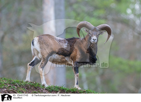 Mufflon / moufflon / FH-01745