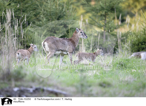 Mufflons / moufflons / THA-10250