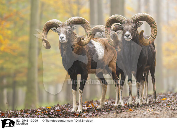 Mufflon / Moufflon / DMS-13999