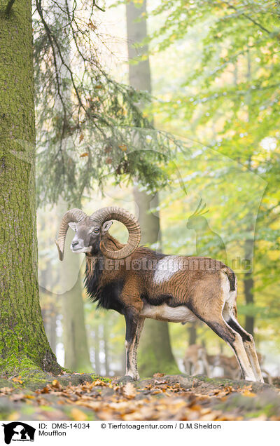 Mufflon / Moufflon / DMS-14034