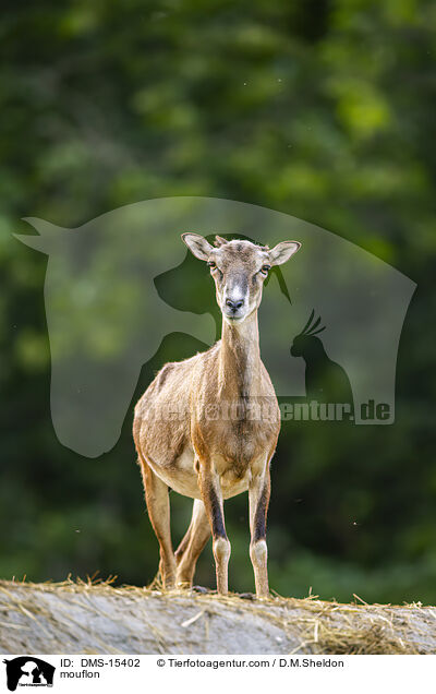 Mufflon / mouflon / DMS-15402