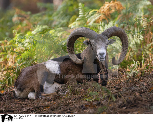 Mufflon / moufflon / AVD-08147
