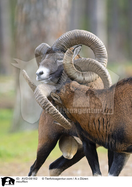 Mufflon / moufflon / AVD-08162