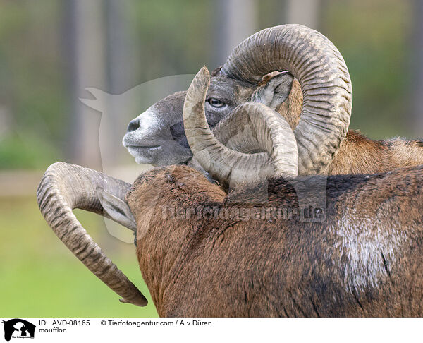 Mufflon / moufflon / AVD-08165
