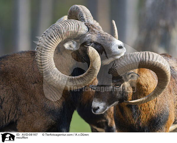 Mufflon / moufflon / AVD-08167