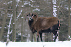 mouflon