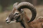 mouflon Portrait