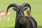 mouflon portrait