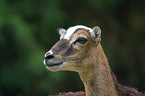 mouflon