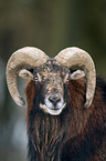 moufflon