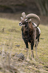 mouflon