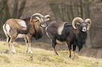 mouflon