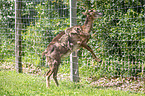 standing Mouflon