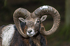 Mouflon portrait