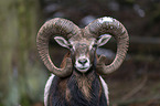 Mouflon portrait