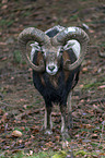 standing Mouflon