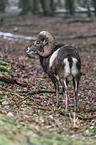 standing Mouflon
