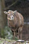 standing Mouflon