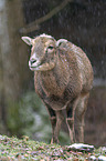 standing Mouflon