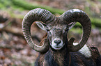 Mouflon portrait