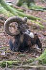 lying Mouflon
