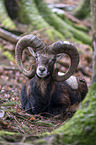 lying Mouflon