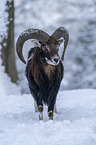 standing Mouflon