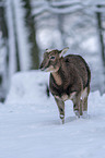 standing Mouflon