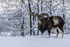 walking Mouflon