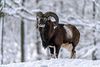 standing Mouflon