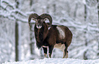 standing Mouflon