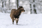 standing Mouflon