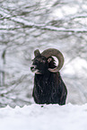 Mouflon