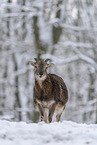 standing Mouflon