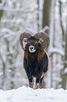 standing Mouflon