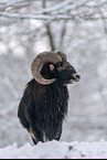 standing Mouflon