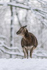 standing Mouflon