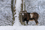 standing Mouflon