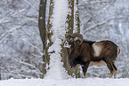 standing Mouflon