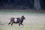 walking Mouflon