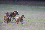 running Mouflons