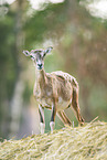mouflon