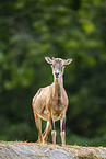 mouflon