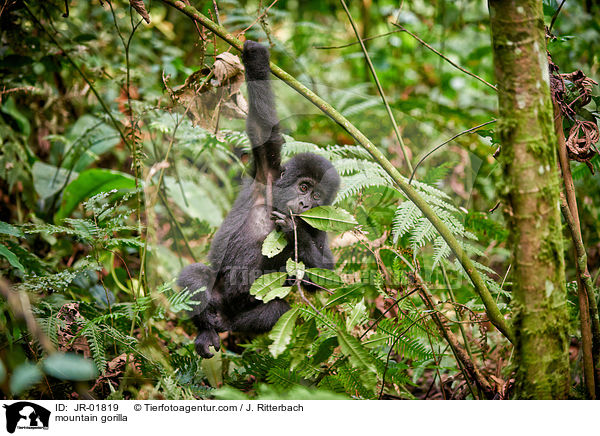 mountain gorilla / JR-01819