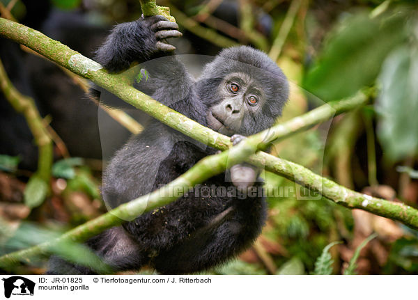 Berggorilla / mountain gorilla / JR-01825