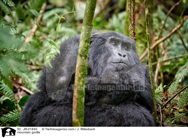Berggorilla / mountain gorilla / JR-01840
