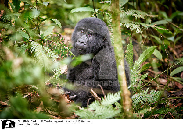mountain gorilla / JR-01844