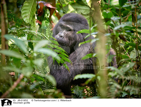 mountain gorilla / JR-01852